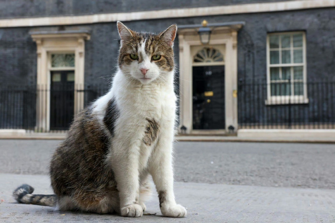 [图说]【喷嚏图卦20240706】猫在，英国就在